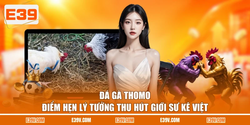 Đá Gà Thomo - Điểm Hẹn Lý Tưởng Thu Hút Giới Sư Kê Việt
