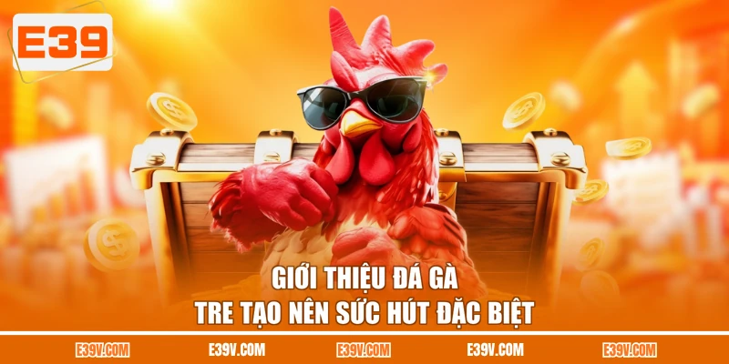 Giới thiệu đá gà tre tạo nên sức hút đặc biệt